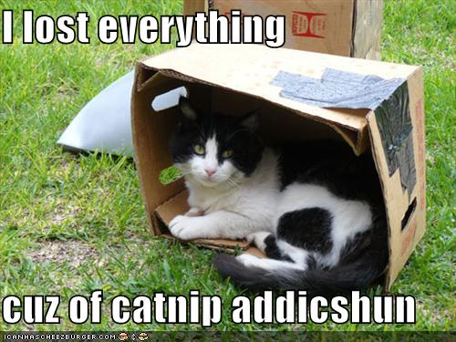 funny-pictures-cat-box-catnip-addiction