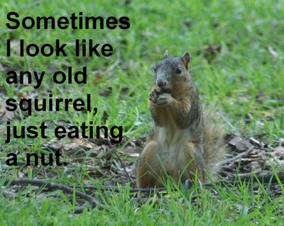 Any_old_squirrel-2