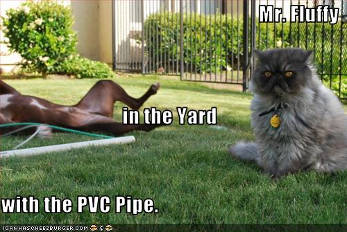 funny-pictures-your-cat-killed-the-dog-with-a-pvc-pipe