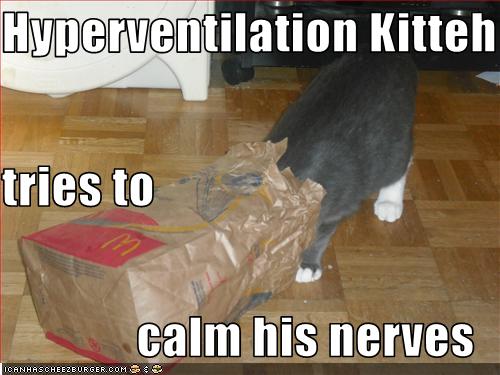funny-pictures-cat-calms-his-nerves