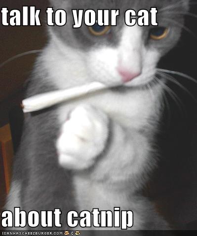 funny-pictures-cat-smokes-catnip